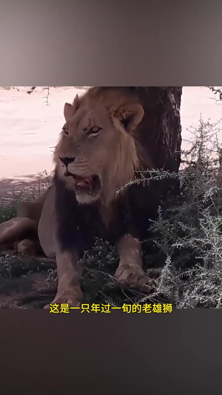 九游娱乐app下载-雄狮队在比赛中展现出色，轻松击败对手