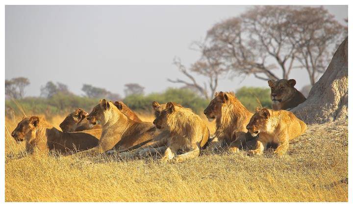 雄狮队在比赛中展现出色，轻松击败对手