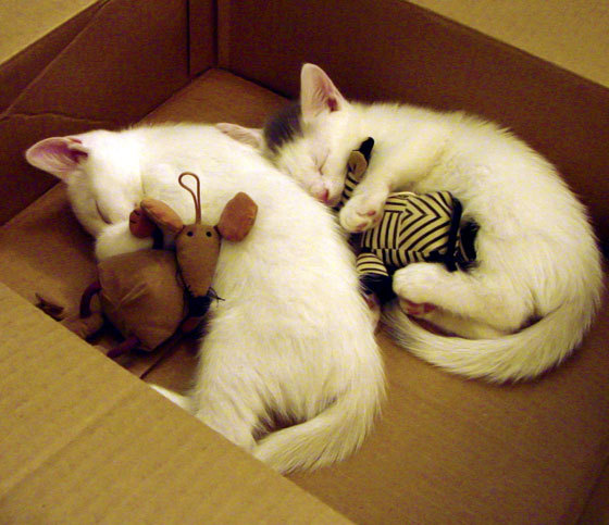 沸腾对决与决胜时刻，当NBA季后赛的肌肉碰撞遇见欧战赛场的智慧博弈