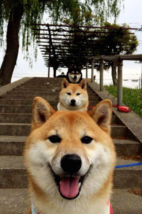 当戈贝尔的阴影笼罩球场，勇士体系如何诠释现代篮球的压制力